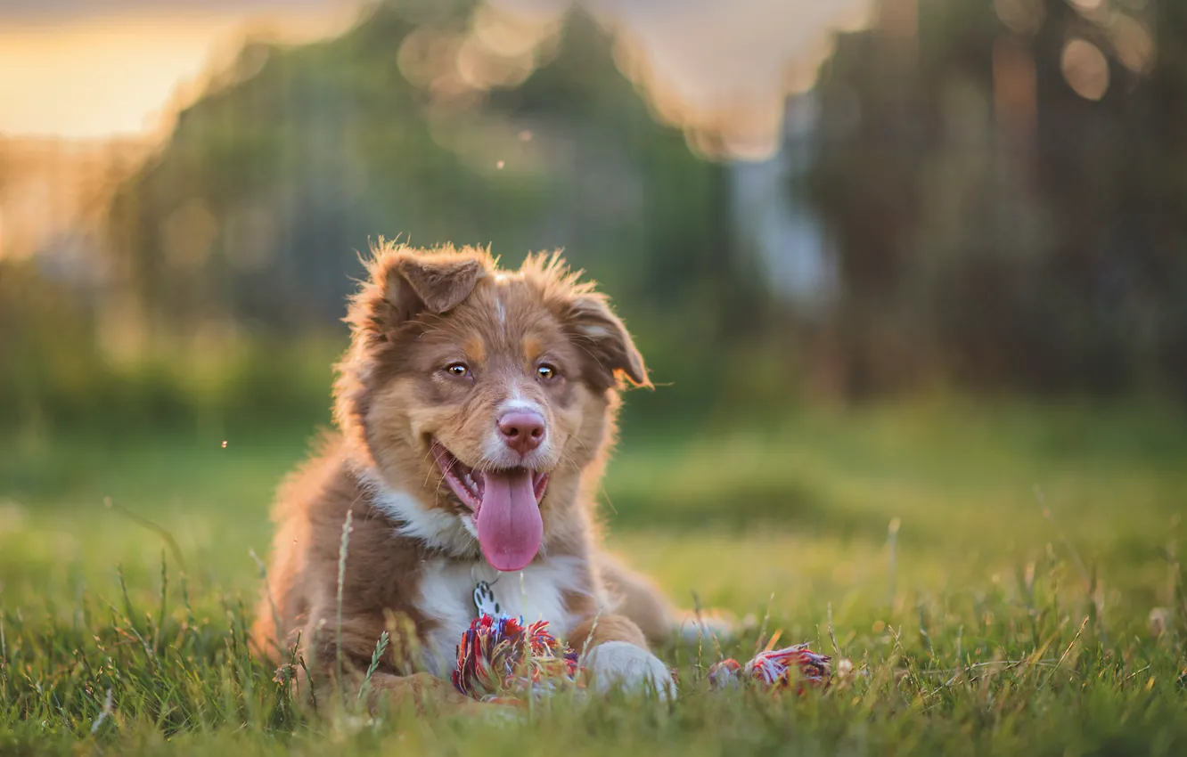 Фото обои язык, собака, щенок, Австралийская овчарка, Аусси
