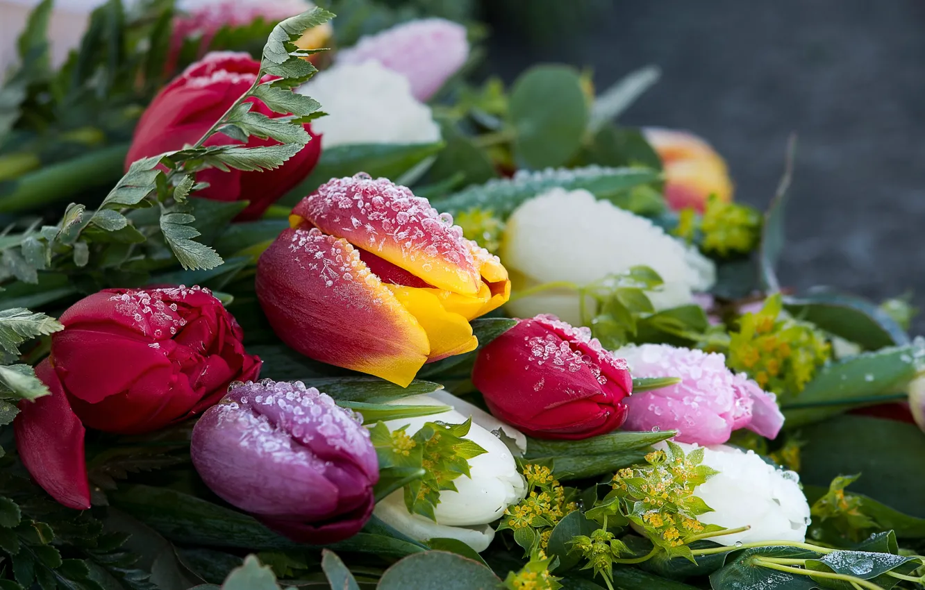 Фото обои иней, капли, цветы, лёд, букет, тюльпаны, бутоны, разноцветные