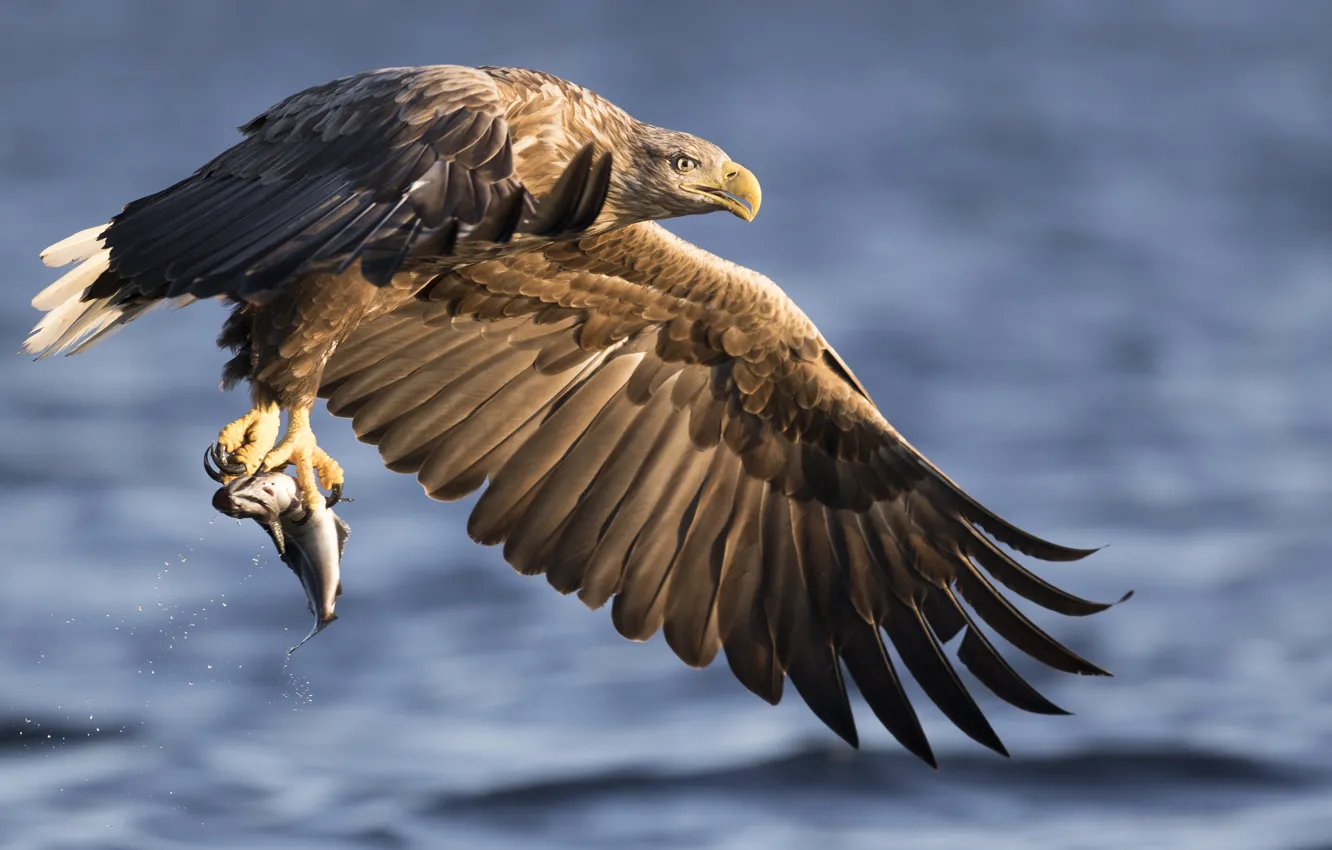 Фото обои Eagle, lake, fish