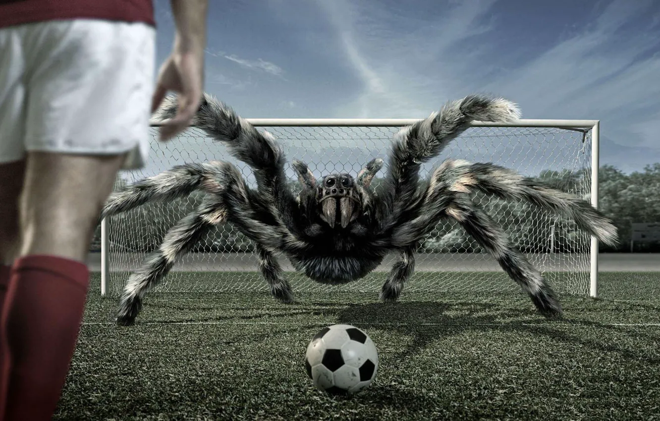 Фото обои футбол, мяч, паук, ворота, тарантул