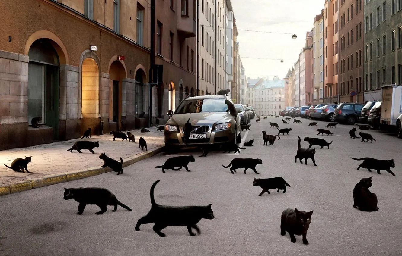 Фото обои машина, кошки, город, чёрные