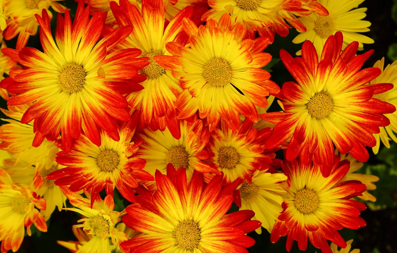 Фото обои фон, хризантемы, много, крупным планом, жёлто-красные