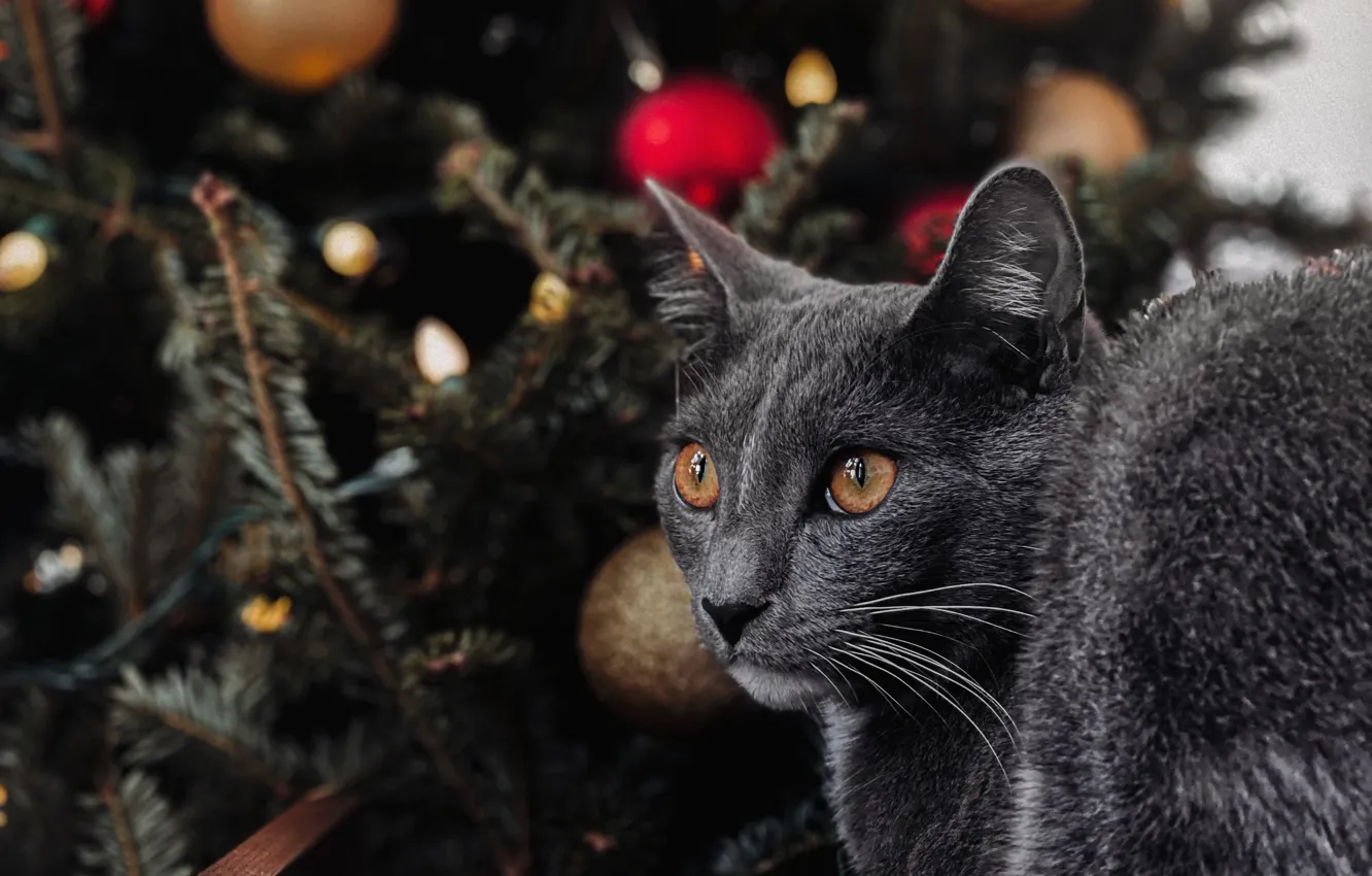 Фото обои кошка, кот, шарики, Рождество, Новый год, ёлка