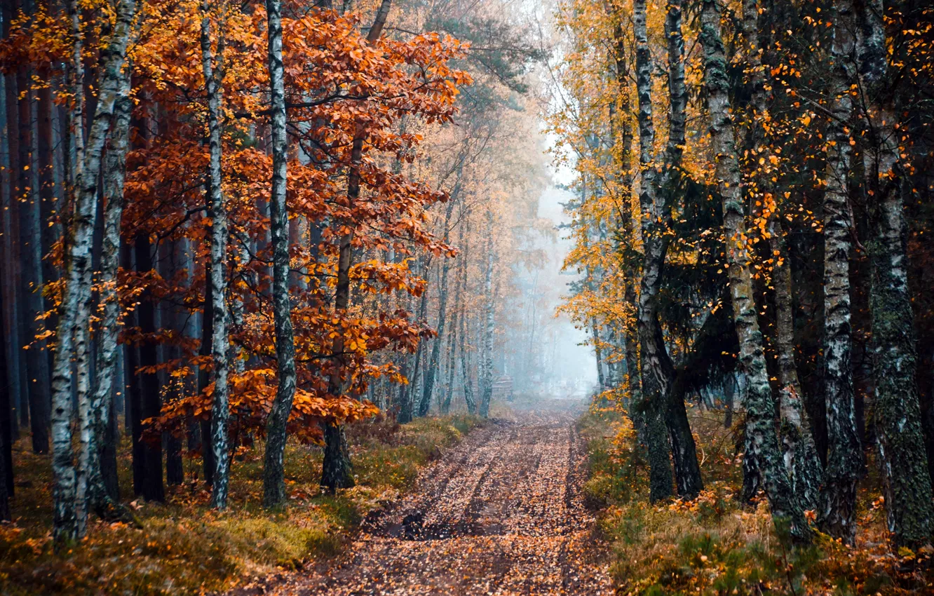 Фото обои дорога, осень, лес, деревья, туман, березы, роща