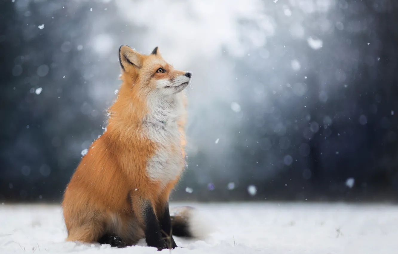 Фото обои зима, взгляд, морда, снег, лиса, лис