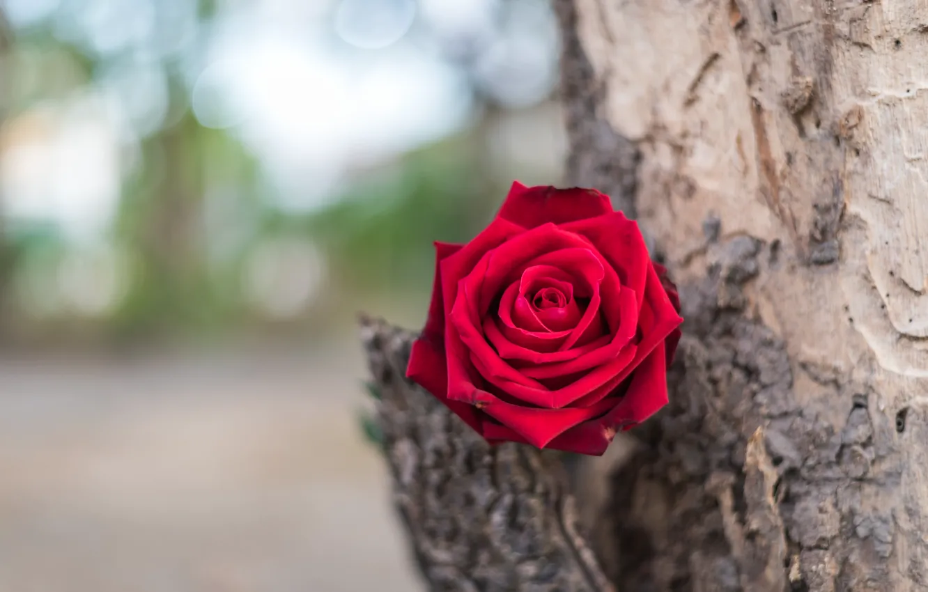 Фото обои цветок, дерево, розы, бутон, red, rose, красная роза, flower