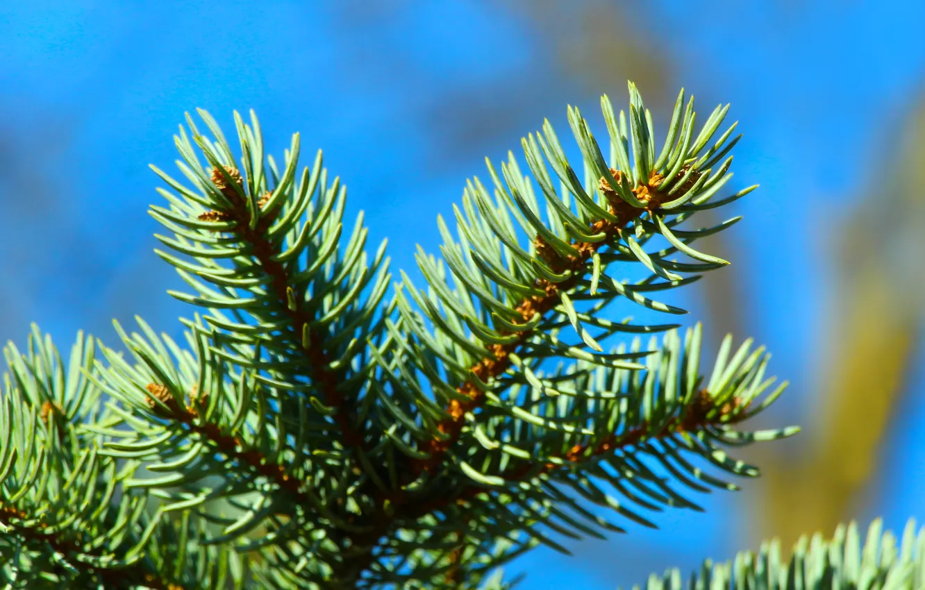 Фото обои plant, spruce, twig
