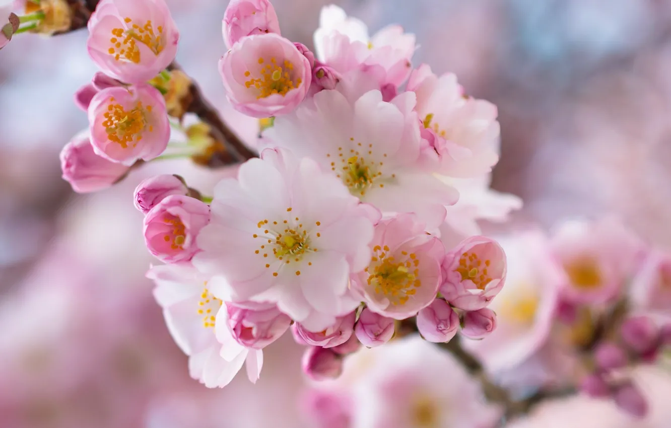 Фото обои макро, вишня, ветка, весна, цветение, цветки, ветка вишни