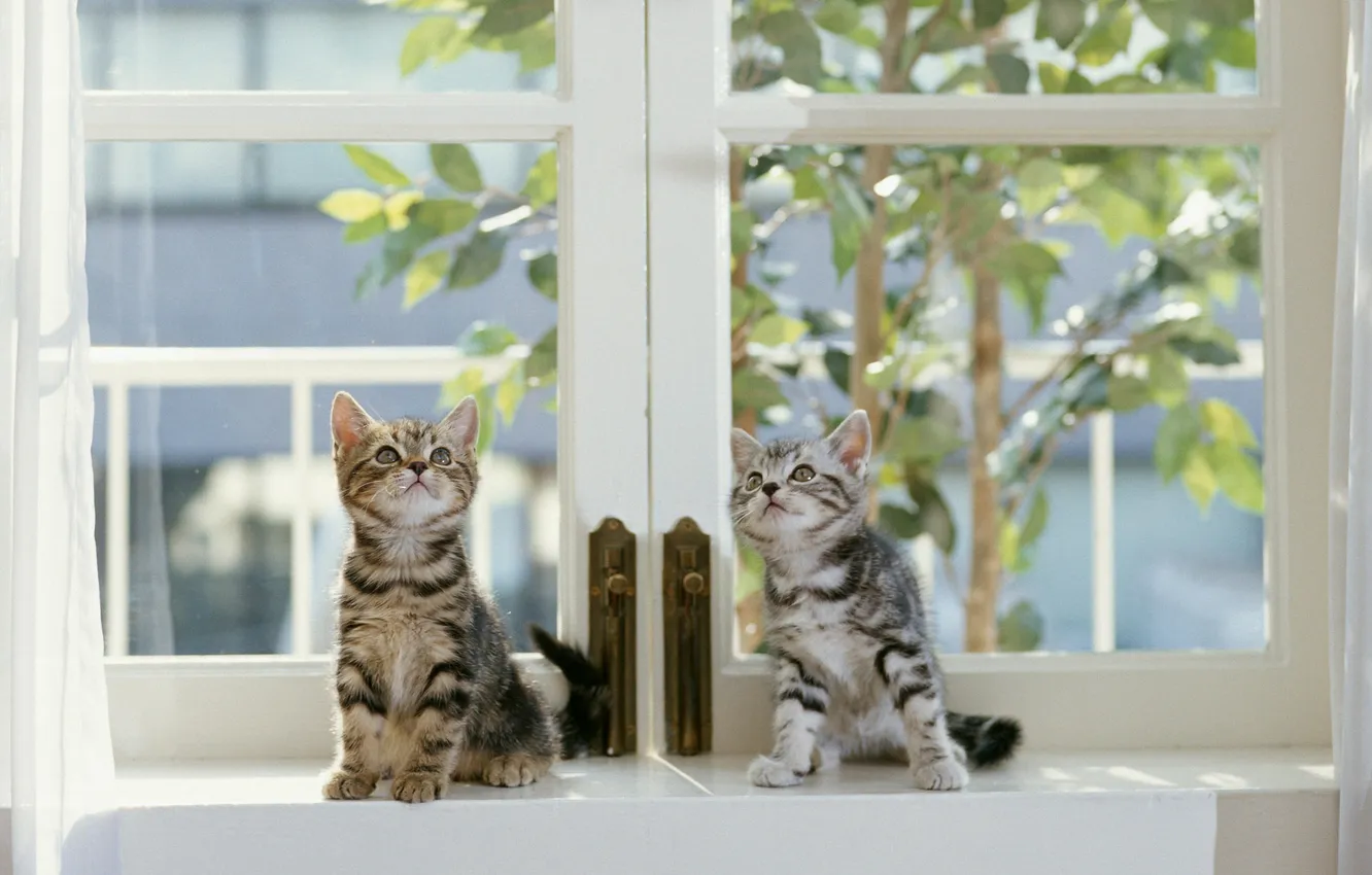 Фото обои окно, котята, занавеска, листики, полосатые