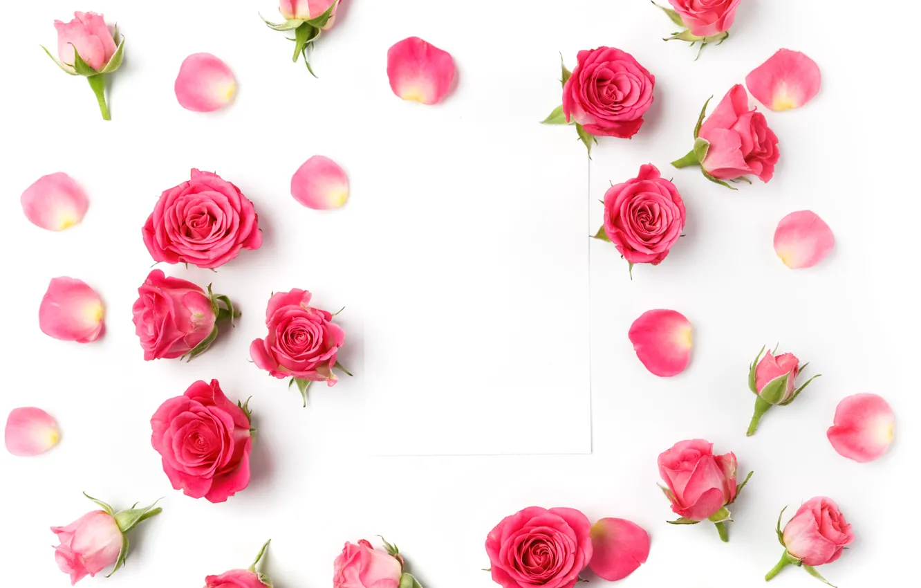 Фото обои розы, бутоны, pink, flowers, romantic, roses