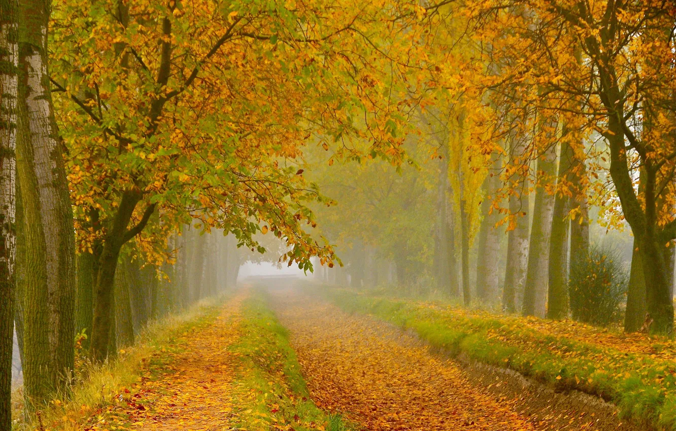 Фото обои дорога, осень, лес, листья, деревья, ветки, природа, туман