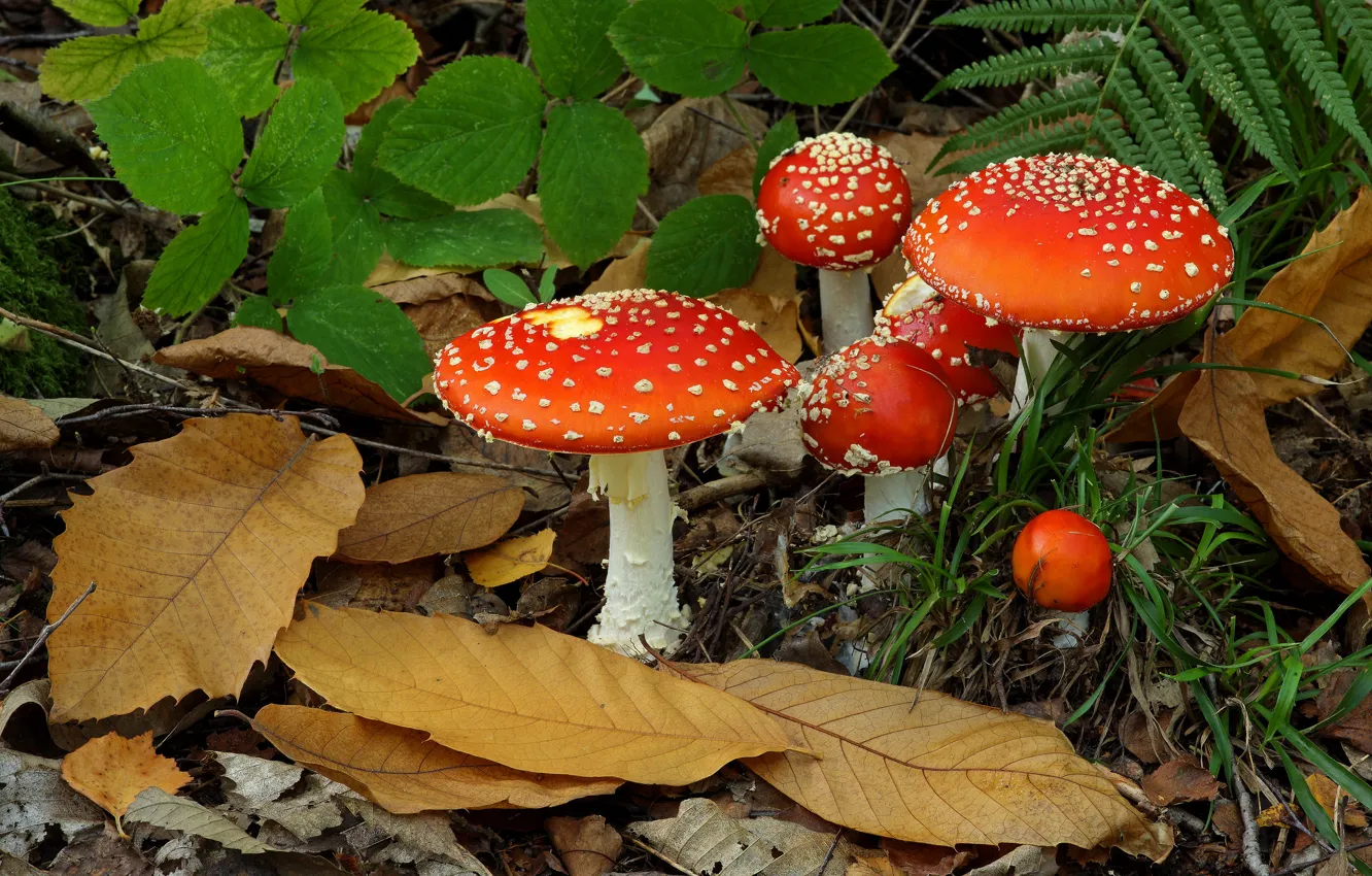 Фото обои осень, листья, грибы, мухоморы