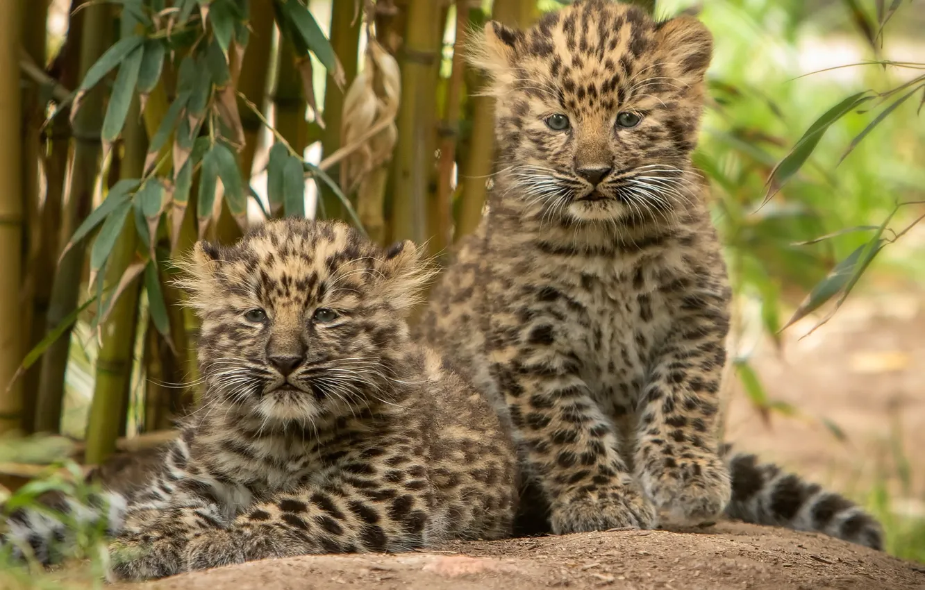 Фото обои котята, парочка, леопарды, детёныши