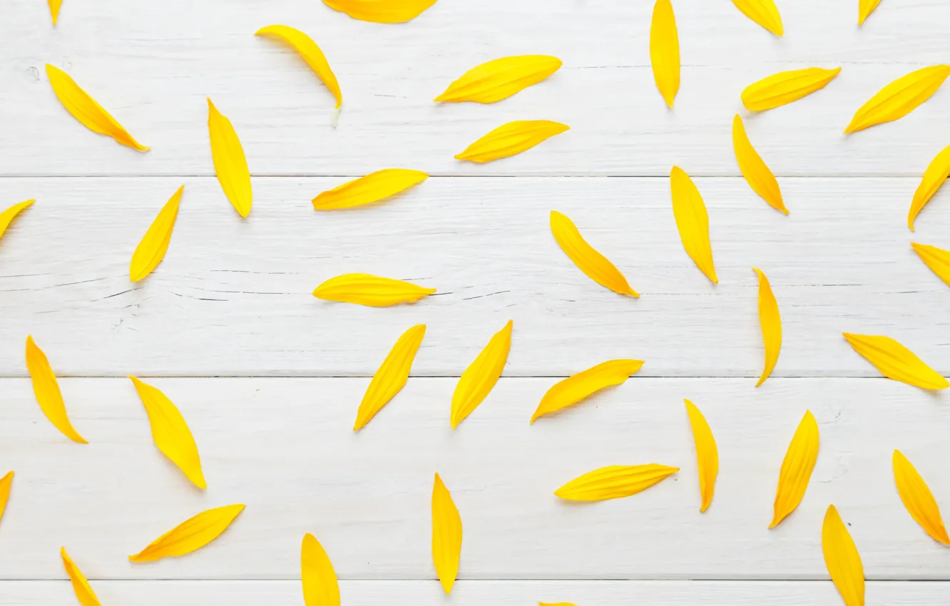 Фото обои желтый, текстура, лепестки, белый фон
