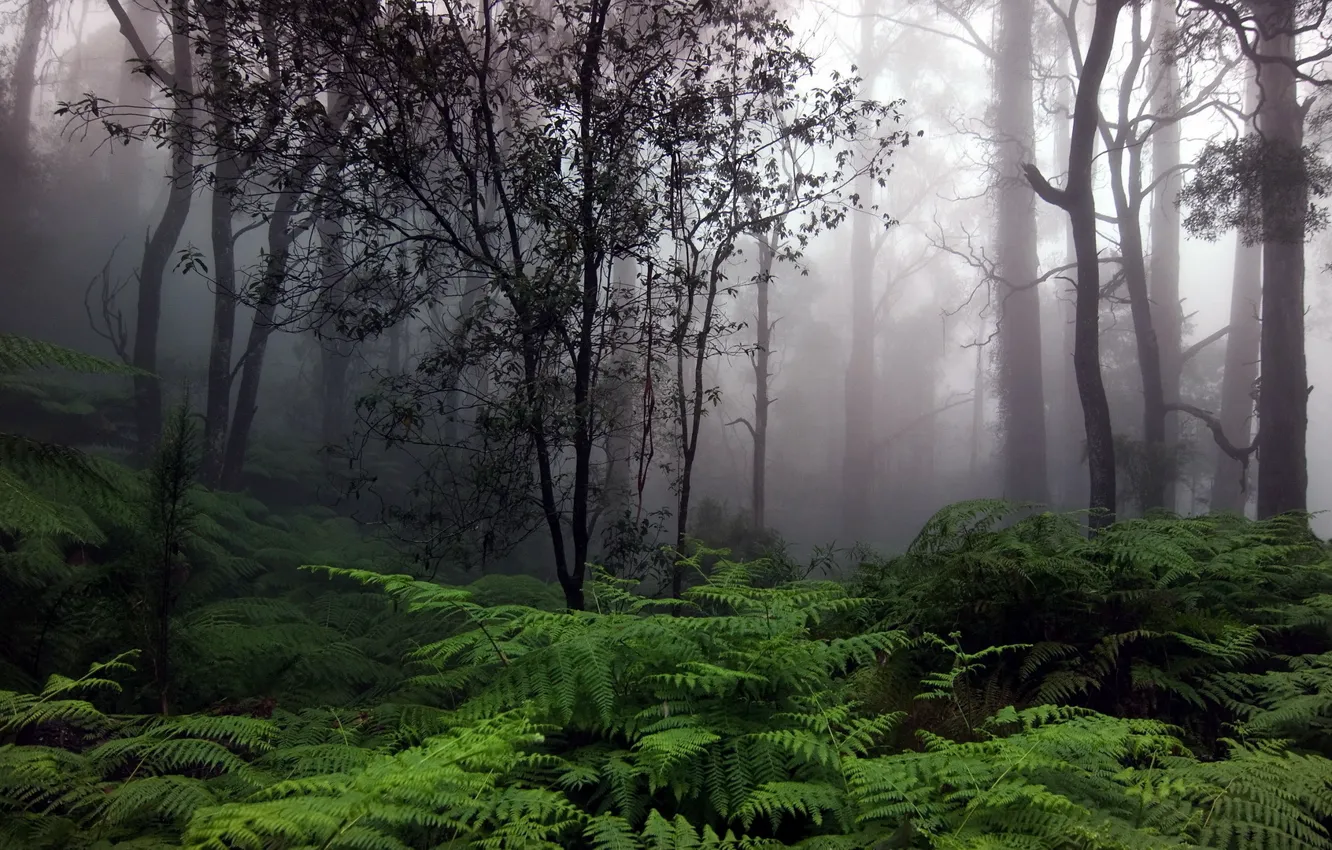 Фото обои лес, деревья, туман, папоротник