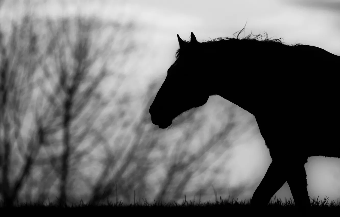 Фото обои конь, лошадь, чёрно-белое, силуэт, профиль
