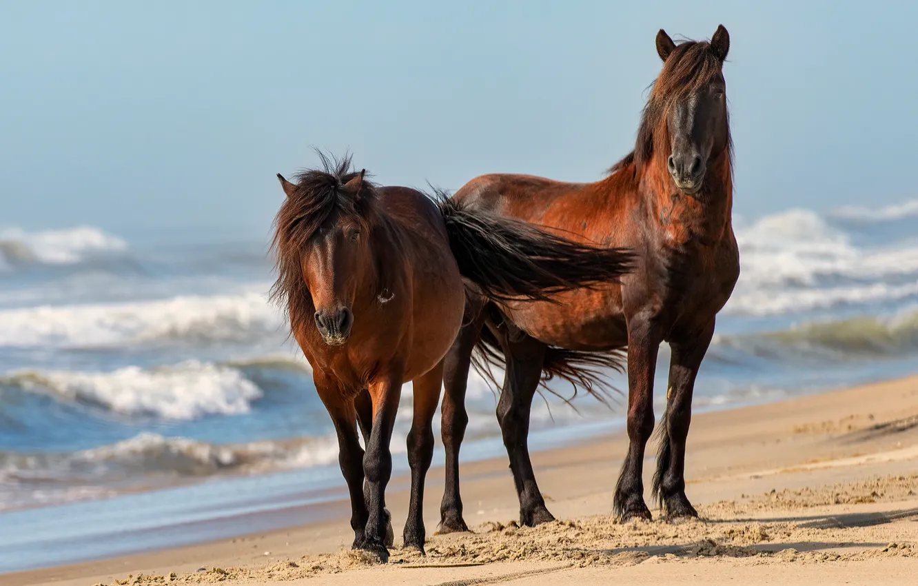 Фото обои песок, море, волны, пляж, свет, природа, берег, кони