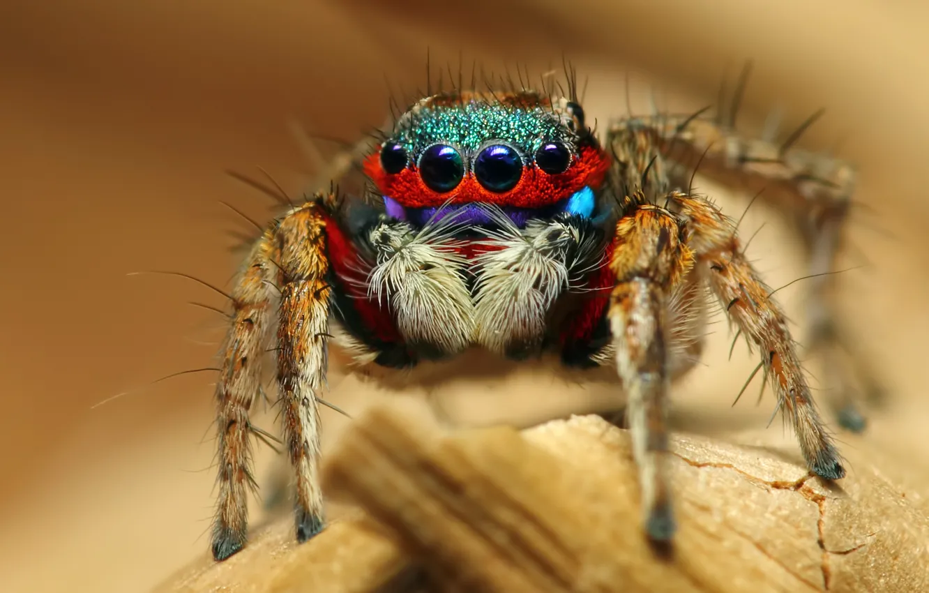 Фото обои макро, паук, насекомое, Colorful Jumping Spider