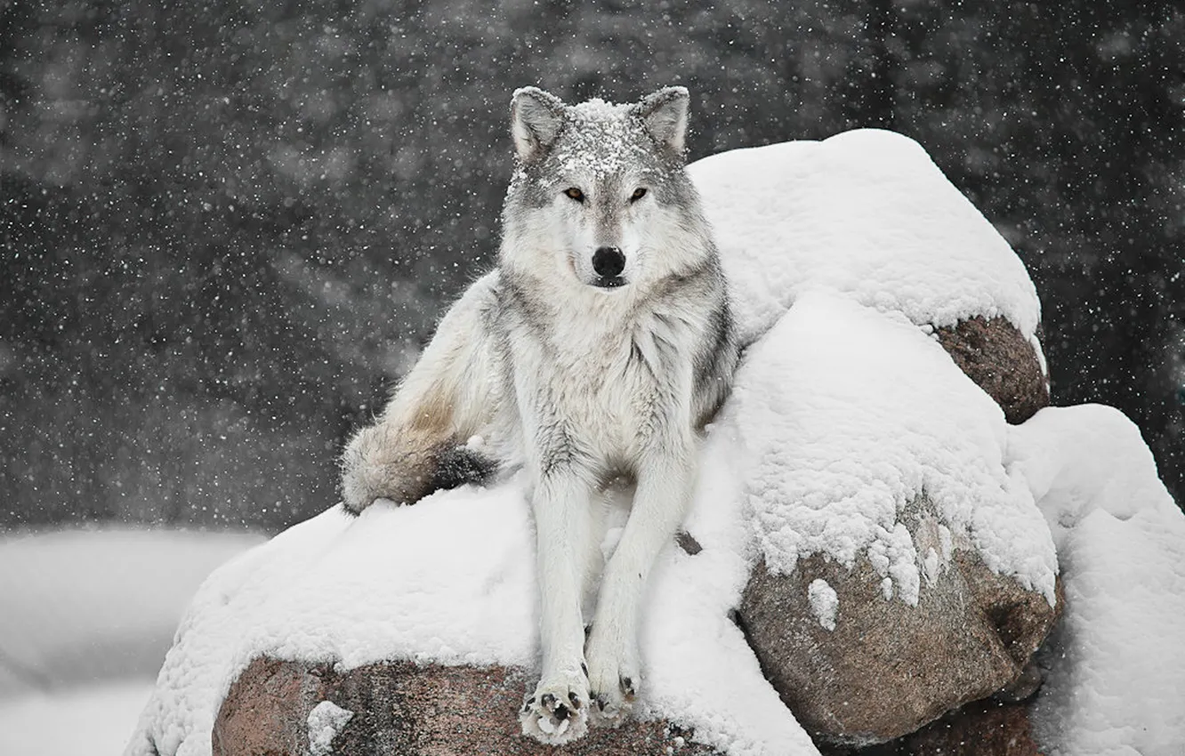 Фото обои nature, snow, predator, face, animal, wolf, wildlife, portrait