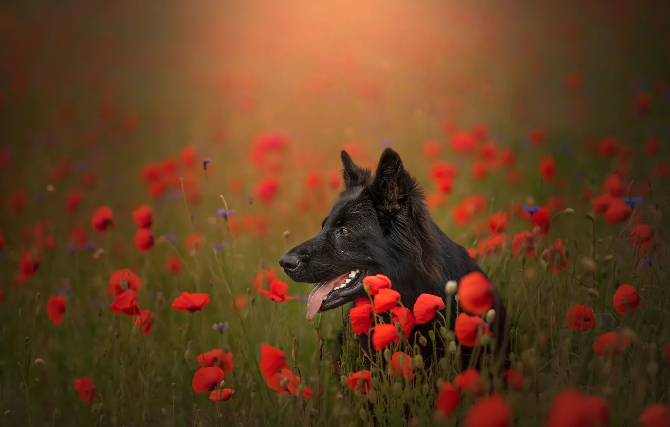 Фото обои язык, морда, цветы, маки, луг, боке, Немецкая овчарка. собака