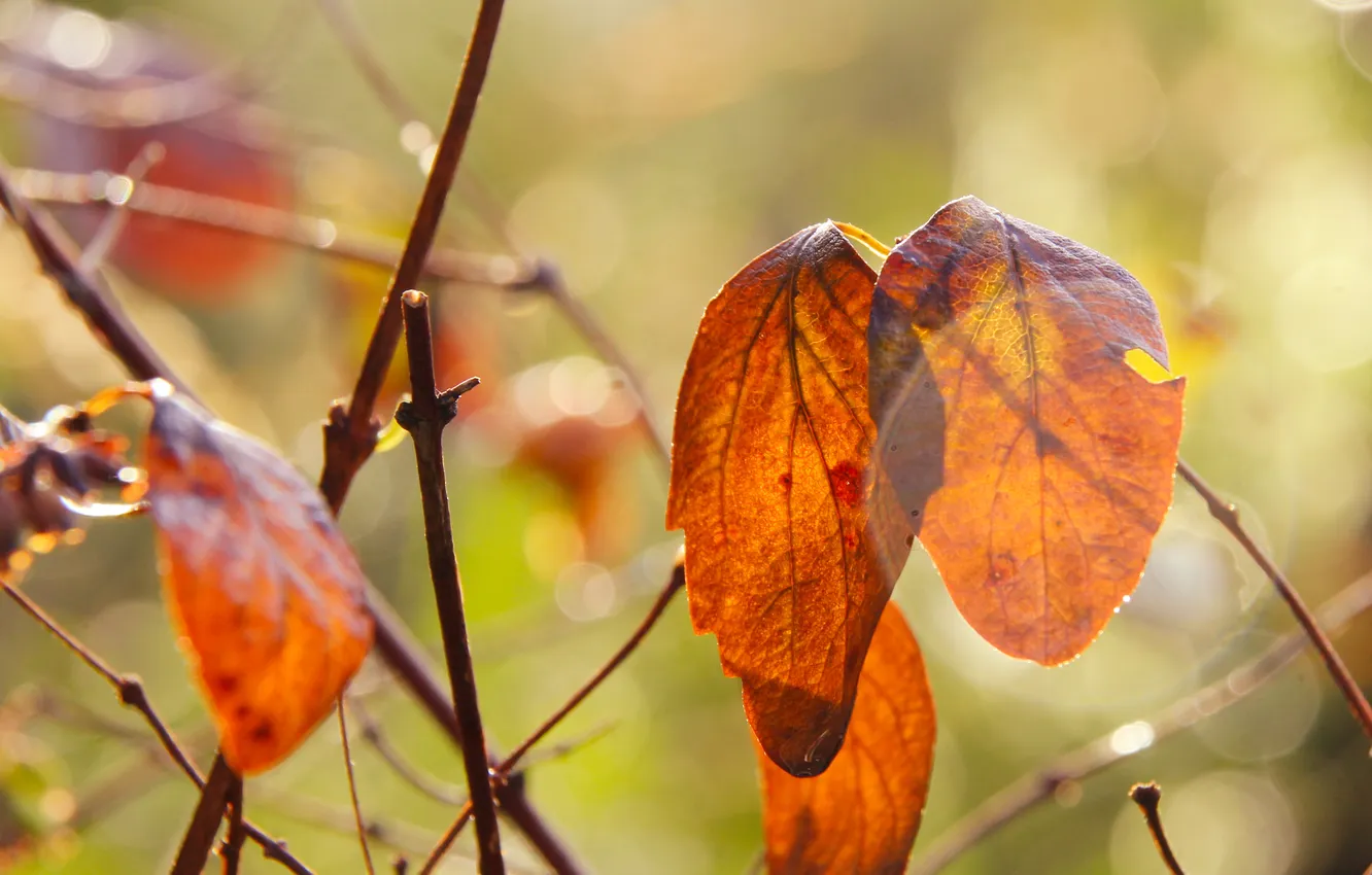 Фото обои red, autumn, leafs, fall, twig