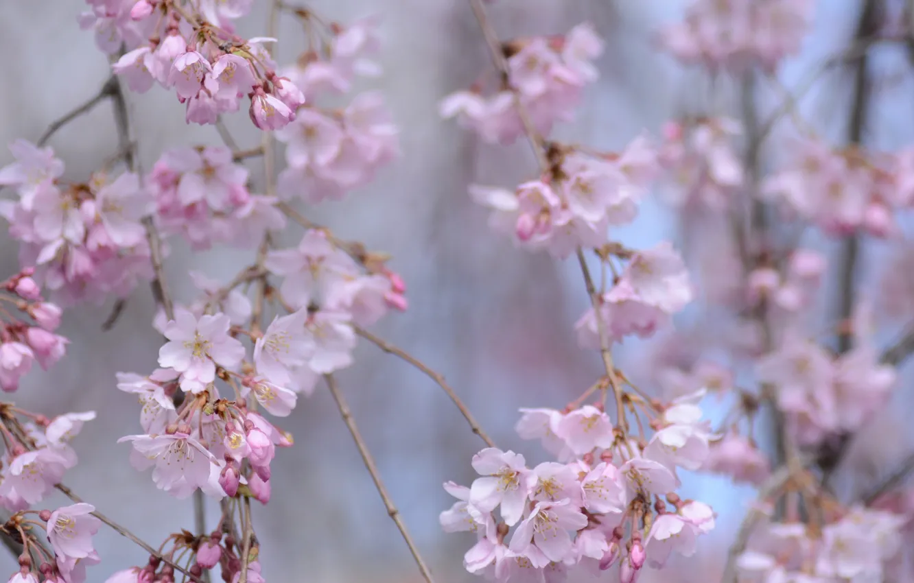 Фото обои ветки, весна, сакура