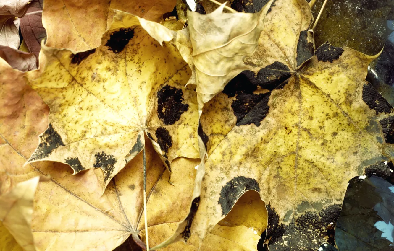 Фото обои осень, листья, вода, макро, water, autumn, leaves, macro