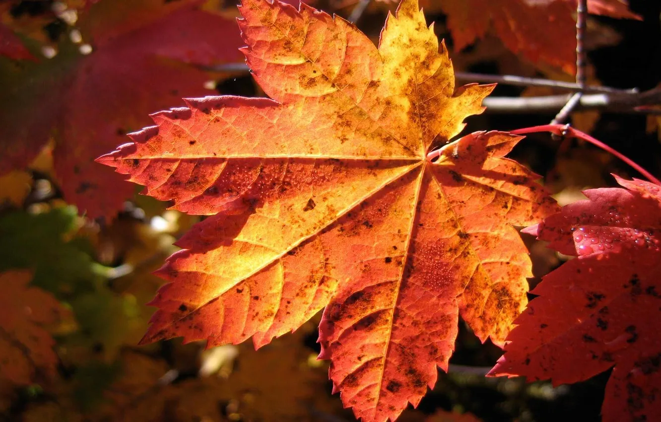 Фото обои листья, золото, октябрь, Осень, сентябрь, ноябрь