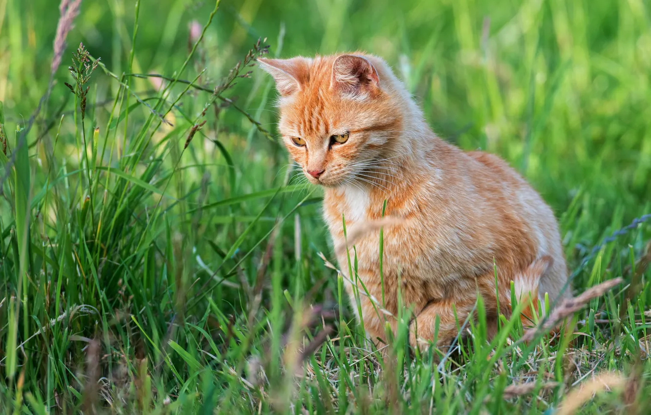 Фото обои кошка, лето, трава, взгляд, природа, котенок, рыжий, котёнок