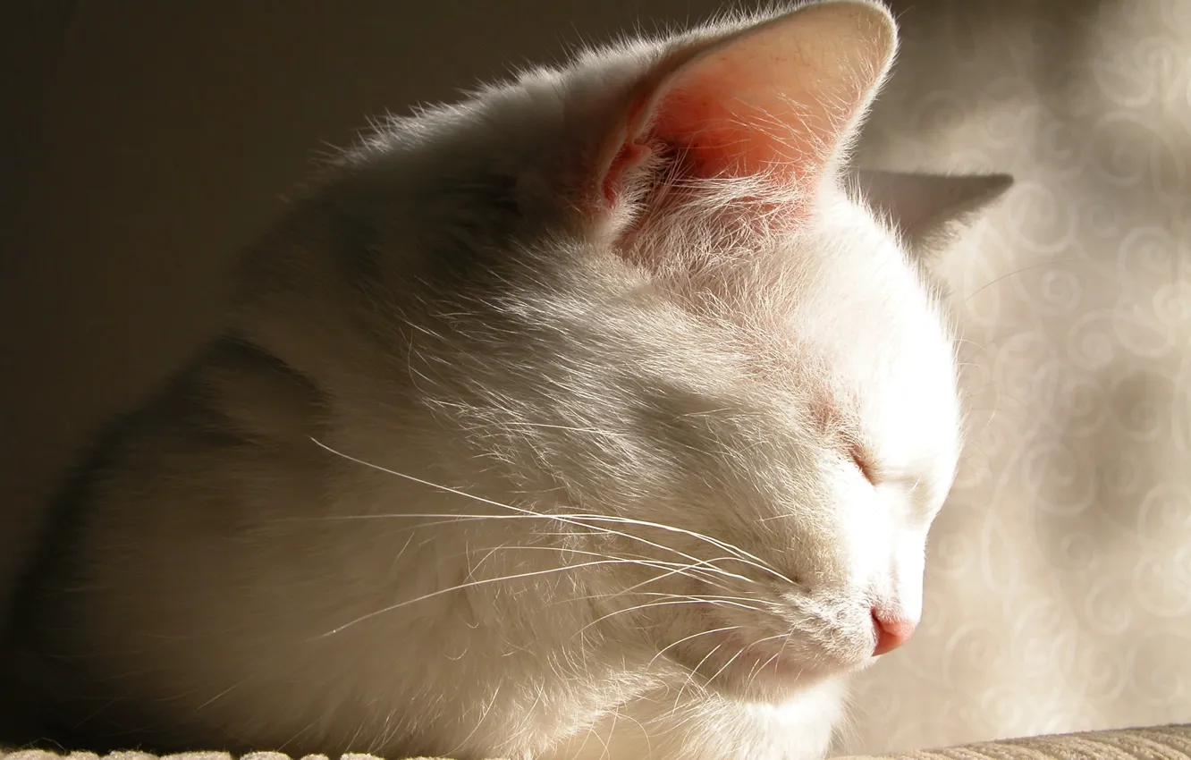 Фото обои белый, кот, прелесть, засыпает
