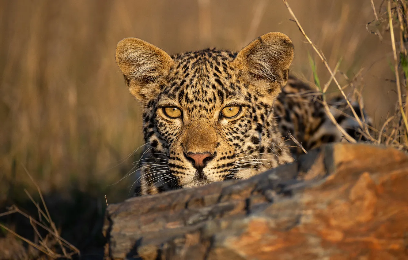 Фото обои взгляд, морда, портрет, леопард, бревно