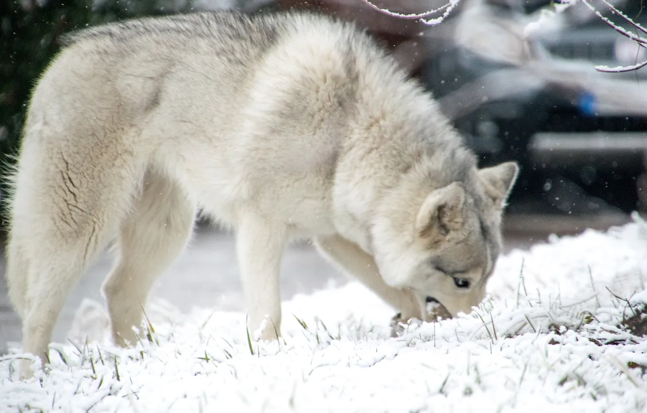 Фото обои fantasy, nature, art, snow, predator, face, animal, wolf