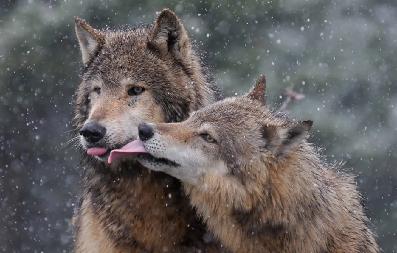 Фото обои nature, predator, animal, wolf, wildlife, portrait, portrait., Canis lupus. face
