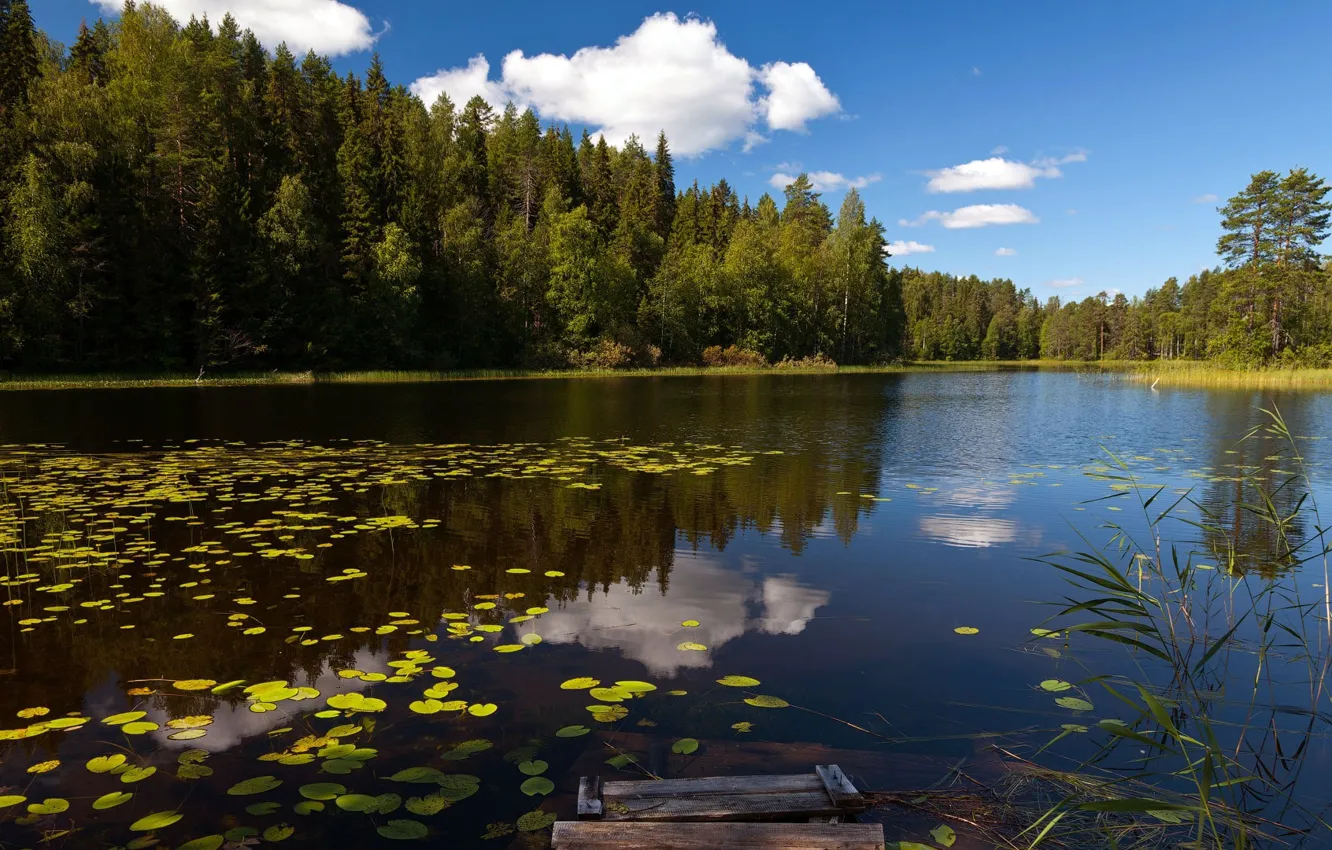 Фото обои лес, озеро, кувшинки