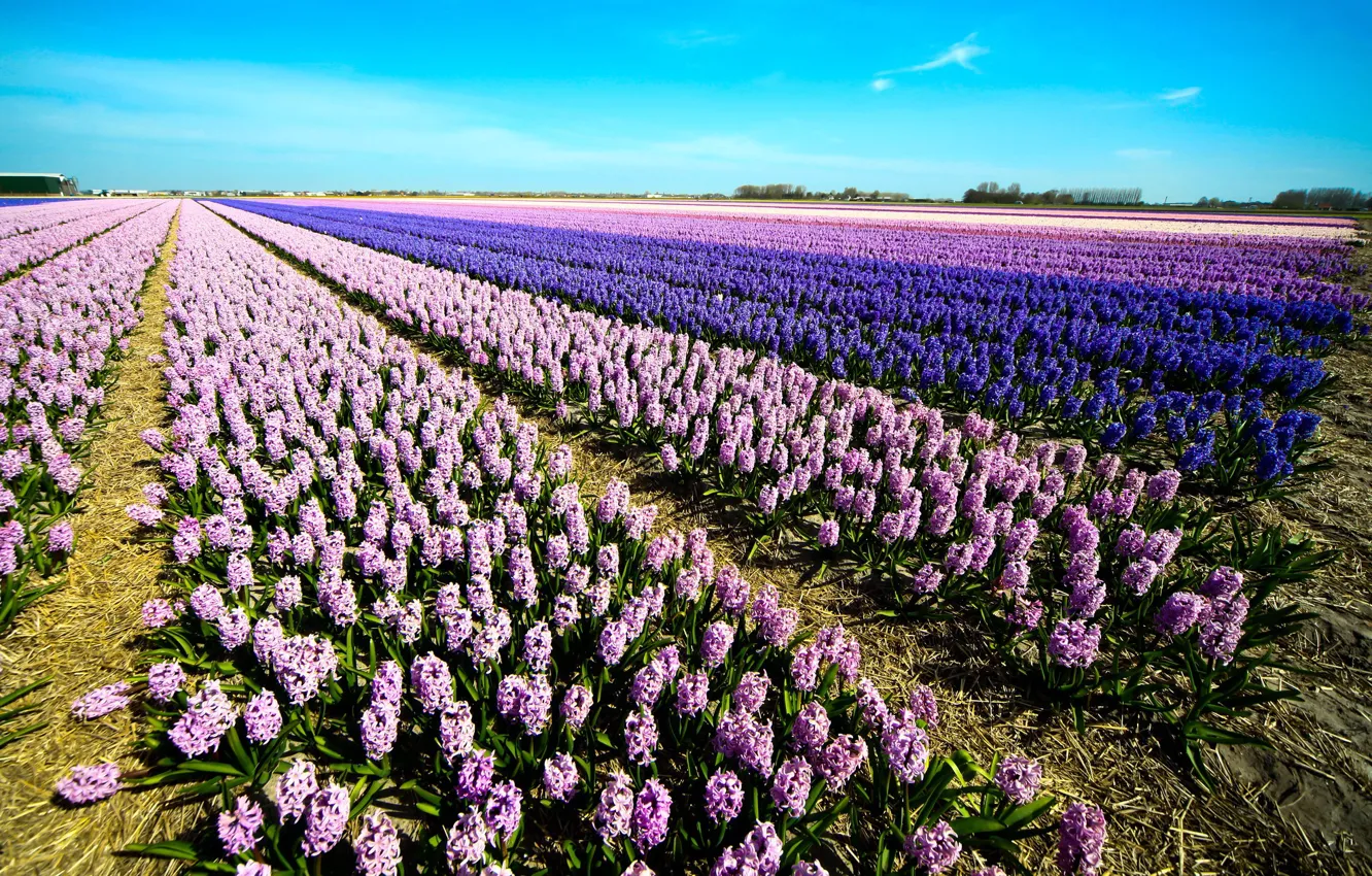 Фото обои поле, цветы, весна, фиолетовые, розовые, плантация, гиацинты