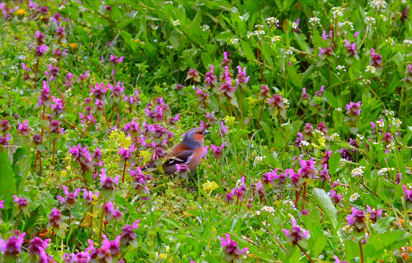 Фото обои Природа, Птичка, Цветочки, Nature, Flowers, Bird