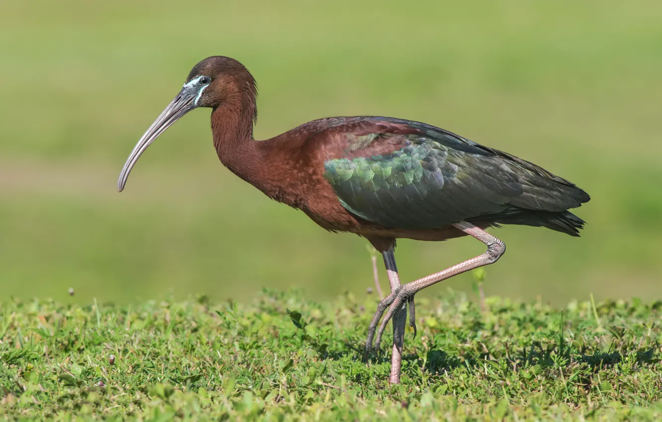 Фото обои птицы, каравайка, glossy ibis