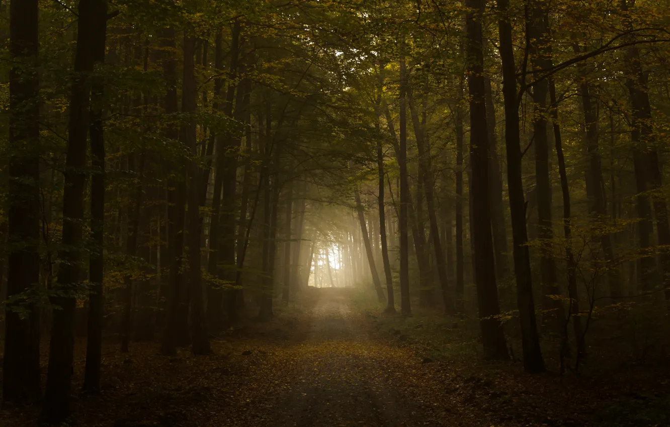 Фото обои дорога, осень, свет, листва, тунель, the road