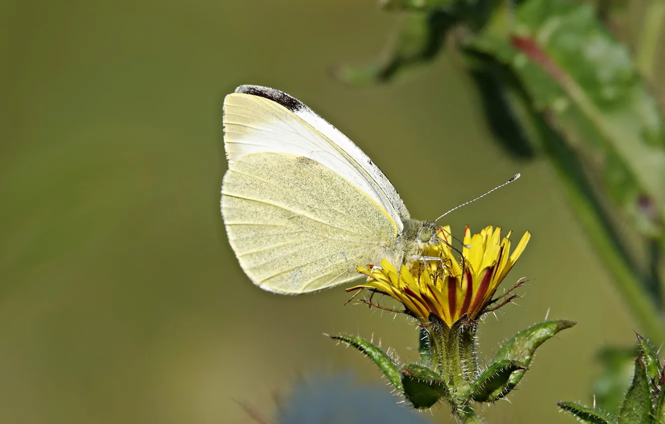 Фото обои цветок, бабочка, butterfly