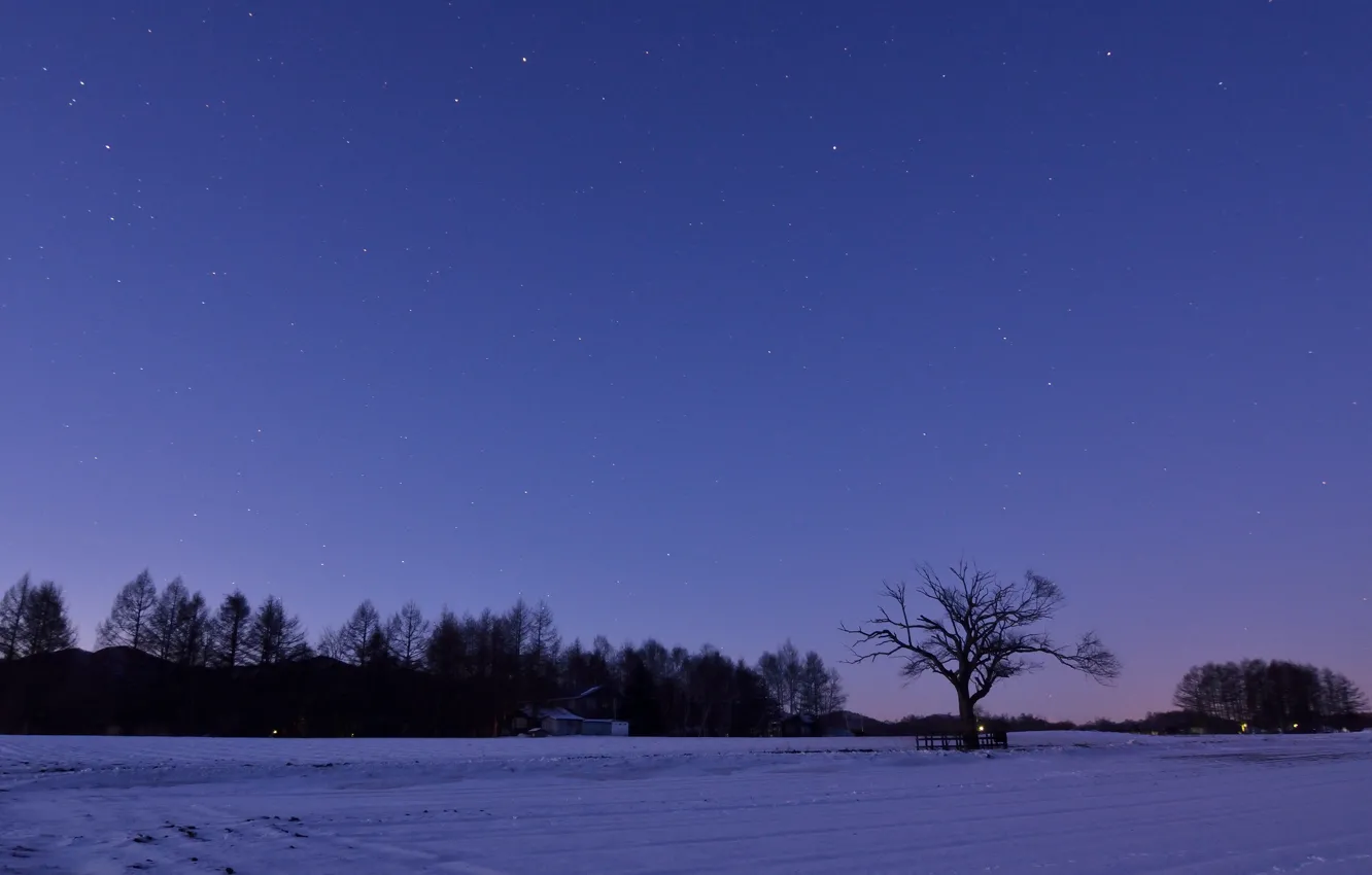 Фото обои зима, поле, небо, звезды, снег, деревья, ночь, Япония