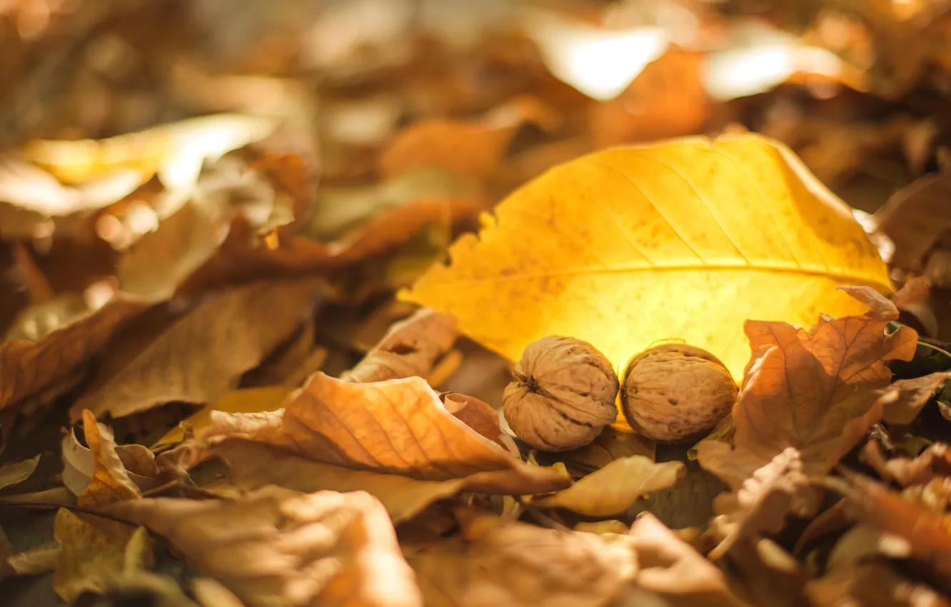 Фото обои осень, листья, желтые, сухие, орехи, грецкие