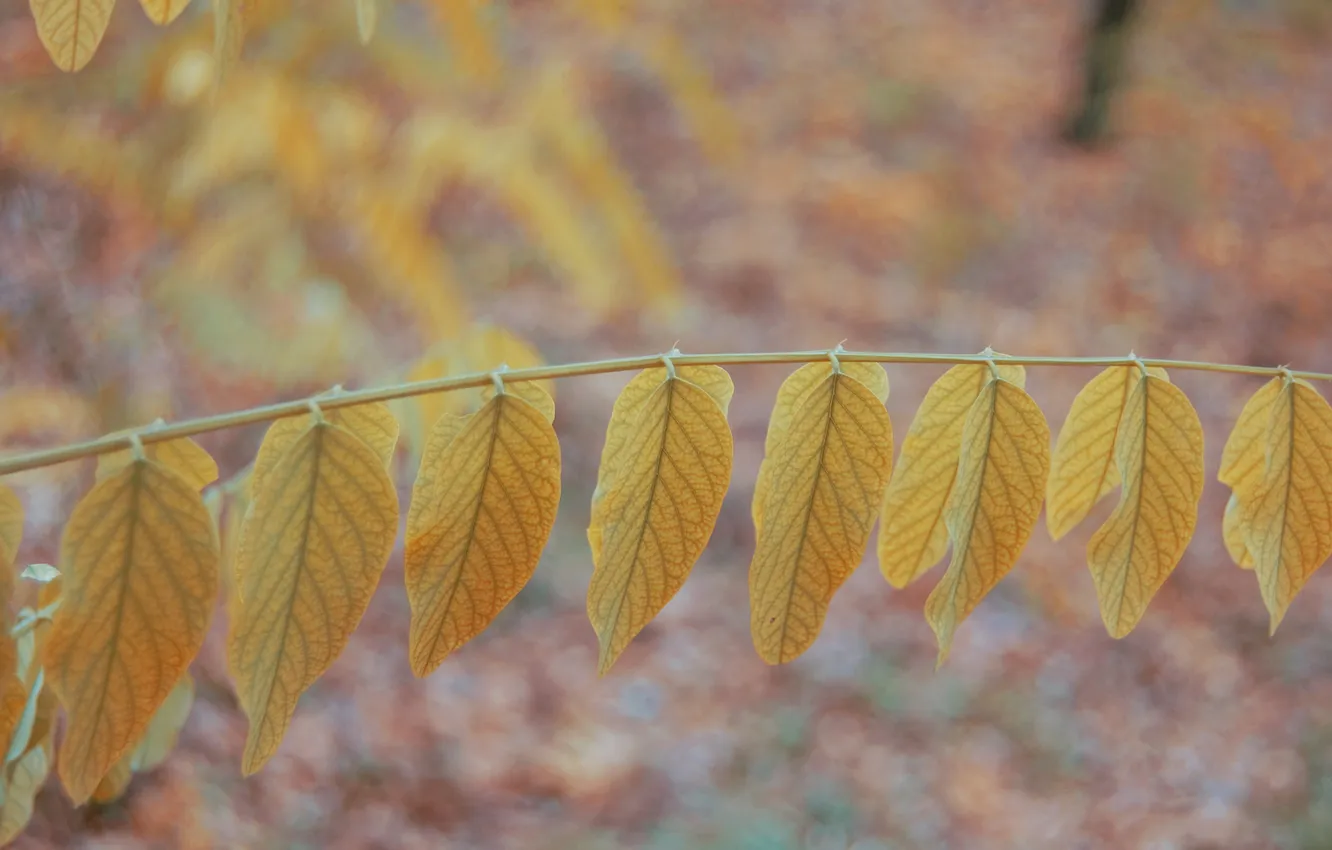 Фото обои листья, ветка, желтые