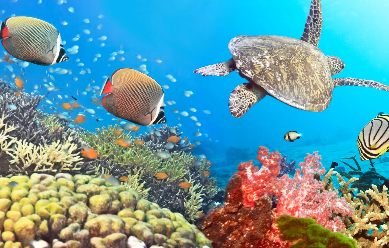 Фото обои панорама, sea, panorama, Underwater, fishes, морских, черепахи, turtle