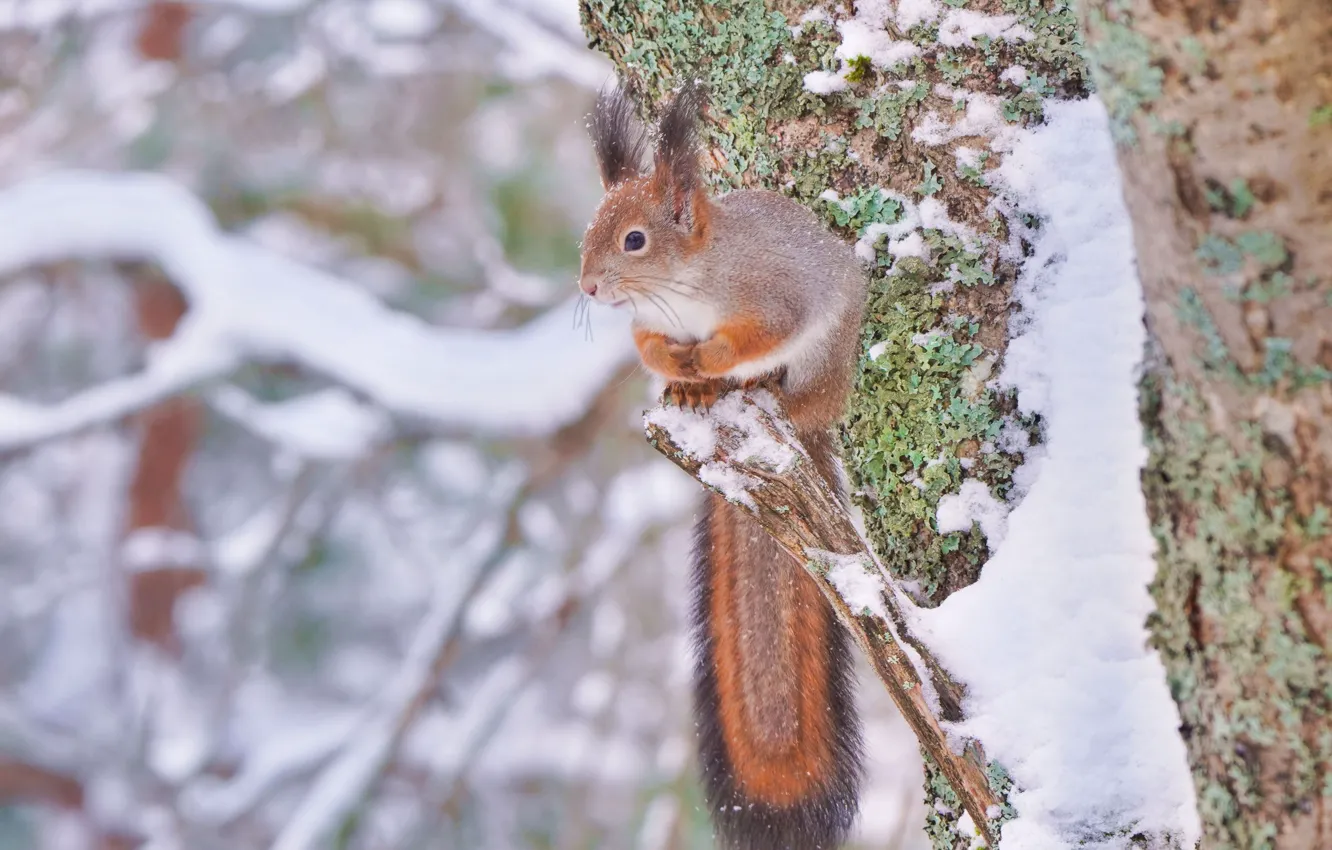 Фото обои зима, снег, дерево, белка, хвост, рыжая, бельчонок