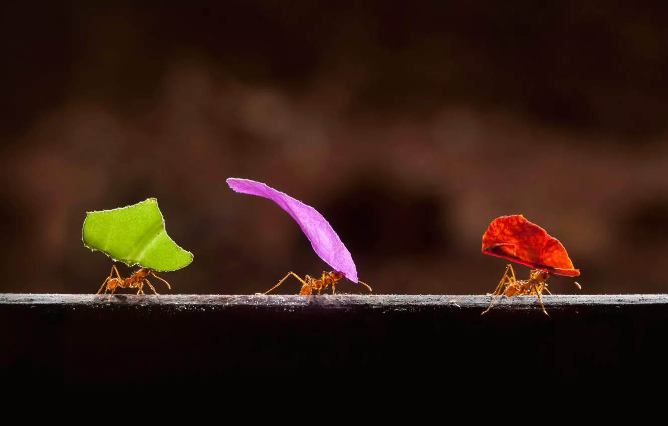 Фото обои листья, насекомые, краски, муравьи, Коста-Рика, Бока-Тапада