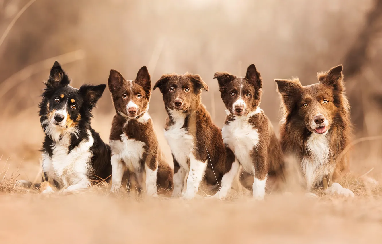 Фото обои собаки, щенки, боке, семейный портрет, семейка, Бордер-колли