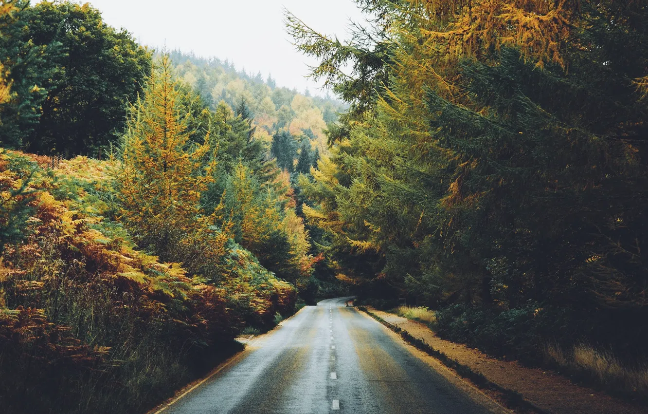 Фото обои дорога, осень, лес, фото, Daniel Casson