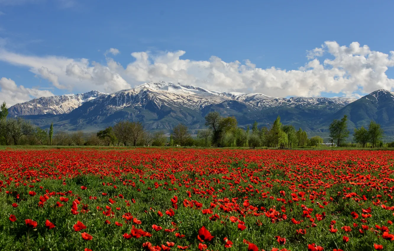 Фото обои поле, цветы, горы, маки, Турция, Turkey, маковое поле, Munzur Mountain