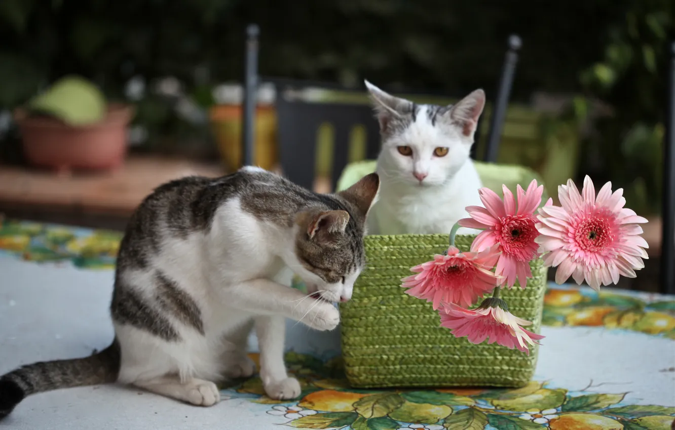 Фото обои цветы, котята, герберы, © Elena Di Guardo