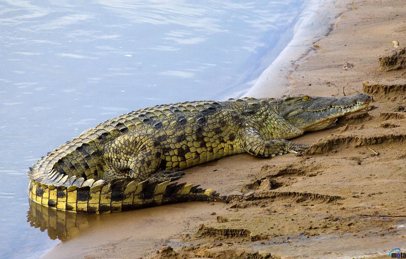 Фото обои Вода, Берег, Крокодил